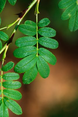 Rosa omeiensis 'Pteracantha' - růže omejská - list